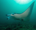   pregnant manta ray  